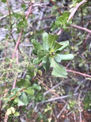 Escallonia illinita
