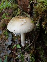 Amanita xylinivolva