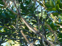 Setophaga pinus image