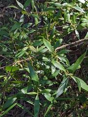 Myoporum acuminatum
