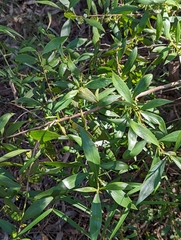 Myoporum acuminatum