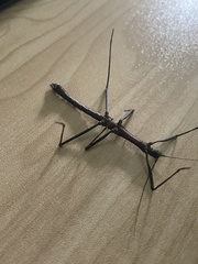 Neohirasea hongkongensis