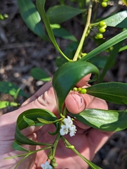 Myoporum acuminatum