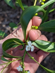 Myoporum acuminatum