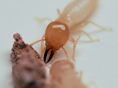 Coptotermes formosanus
