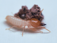 Coptotermes formosanus