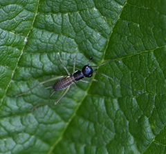 Phyllopalpus pulchellus