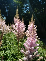 Astilbe japonica