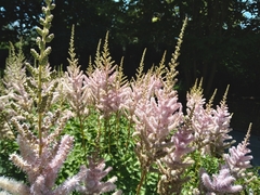 Astilbe japonica