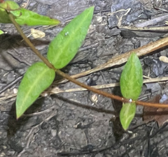 Thyrsanthella