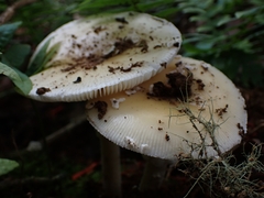 Amanita xylinivolva