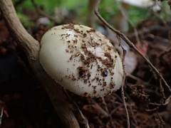 Amanita xylinivolva