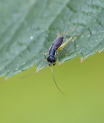 Phyllopalpus pulchellus