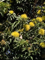 Manorina melanocephala