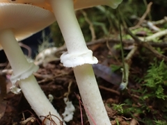 Amanita xylinivolva