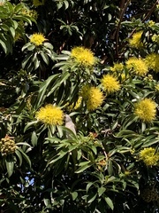 Manorina melanocephala