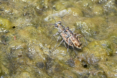 Ellipsoptera macra