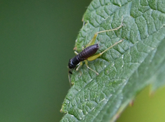 Phyllopalpus pulchellus