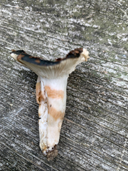 Russula redolens