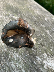 Russula redolens