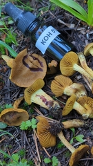 Cortinarius thiersii