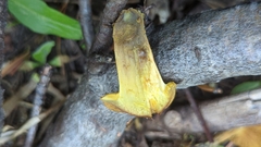 Cortinarius thiersii
