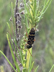 Megacyllene angulifera