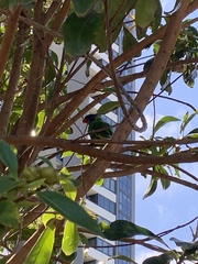 Trichoglossus moluccanus