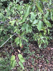 Aristotelia chilensis