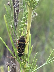Megacyllene angulifera