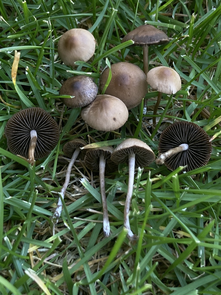 Mottlegills