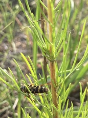 Megacyllene angulifera