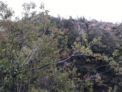 Aristotelia chilensis