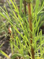 Megacyllene angulifera