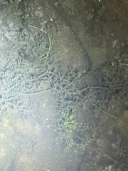Utricularia radiata