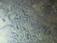 Utricularia radiata