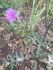Cirsium oligophyllum