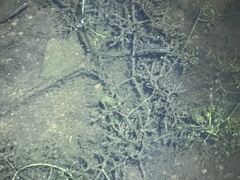 Utricularia radiata