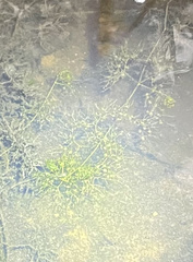 Utricularia radiata