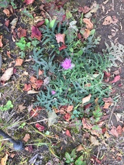 Cirsium oligophyllum