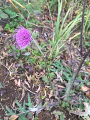 Cirsium oligophyllum