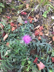 Cirsium oligophyllum