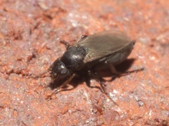 Metopininae