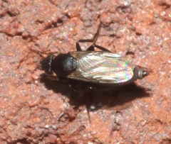 Metopininae
