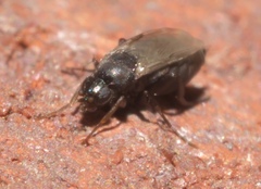 Metopininae