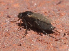 Metopininae