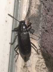 Strongylium terminatum