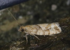 Zeiraphera canadensis