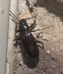 Strongylium terminatum