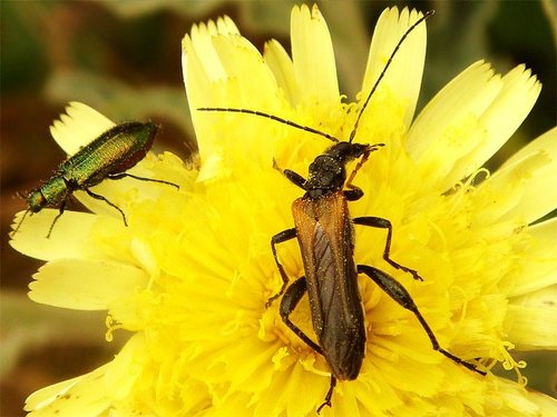 Oedemera simplex